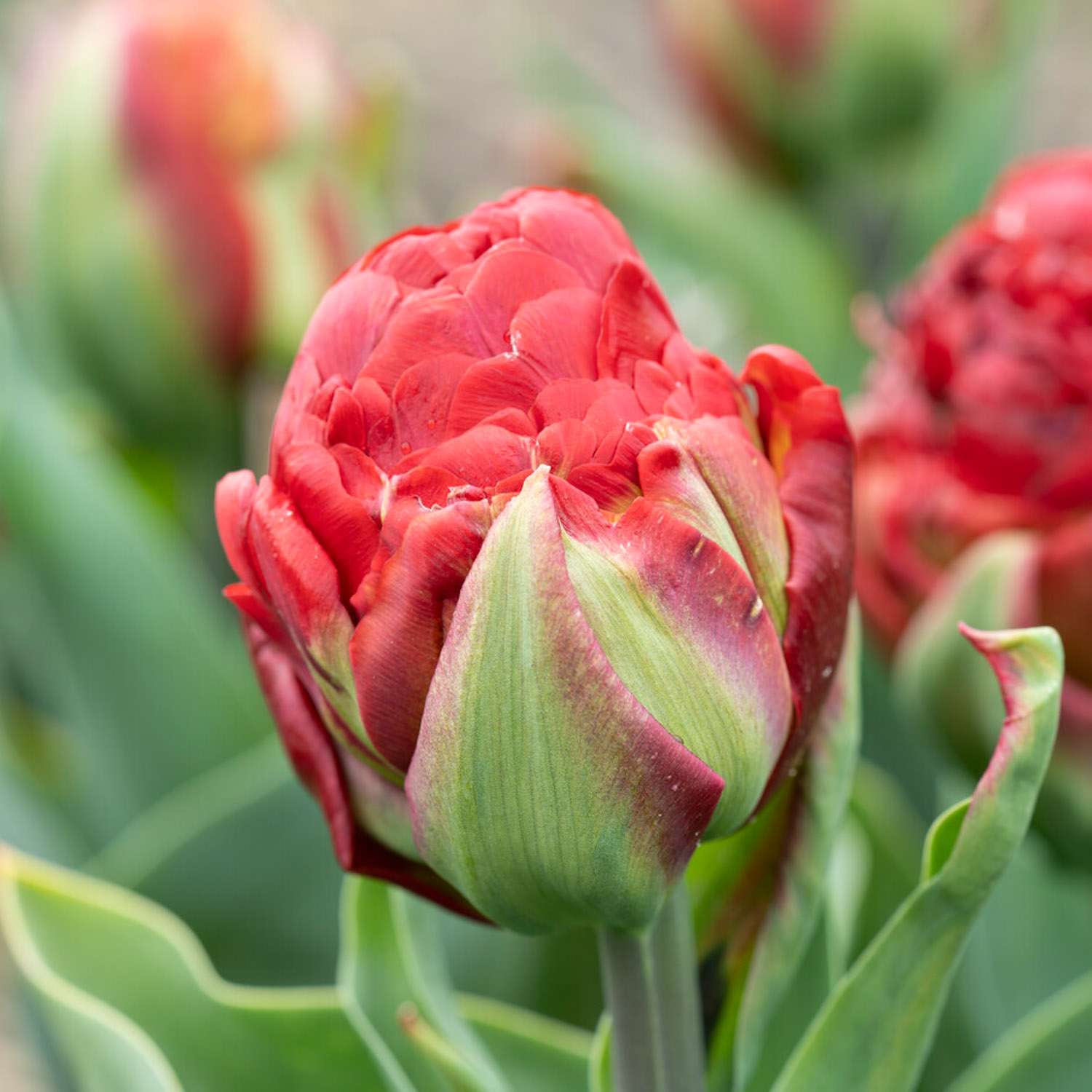 Tulppaani 'Ice Cream Sorbet'